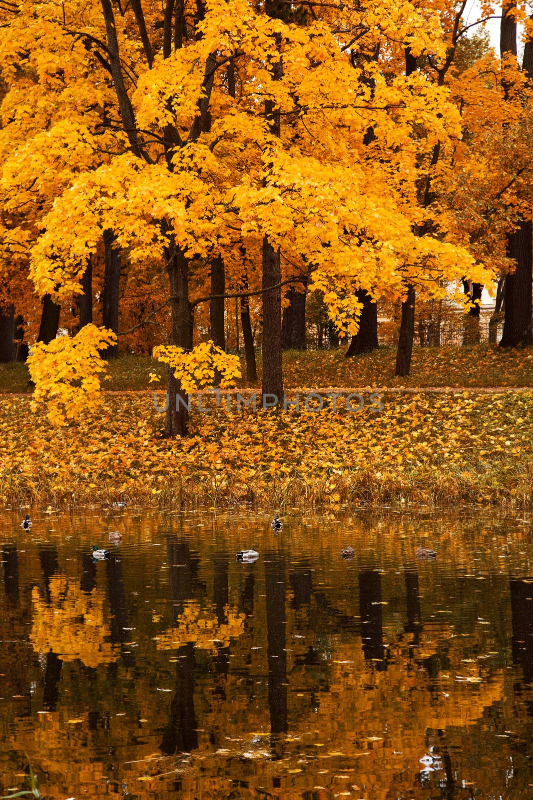 autumn trees