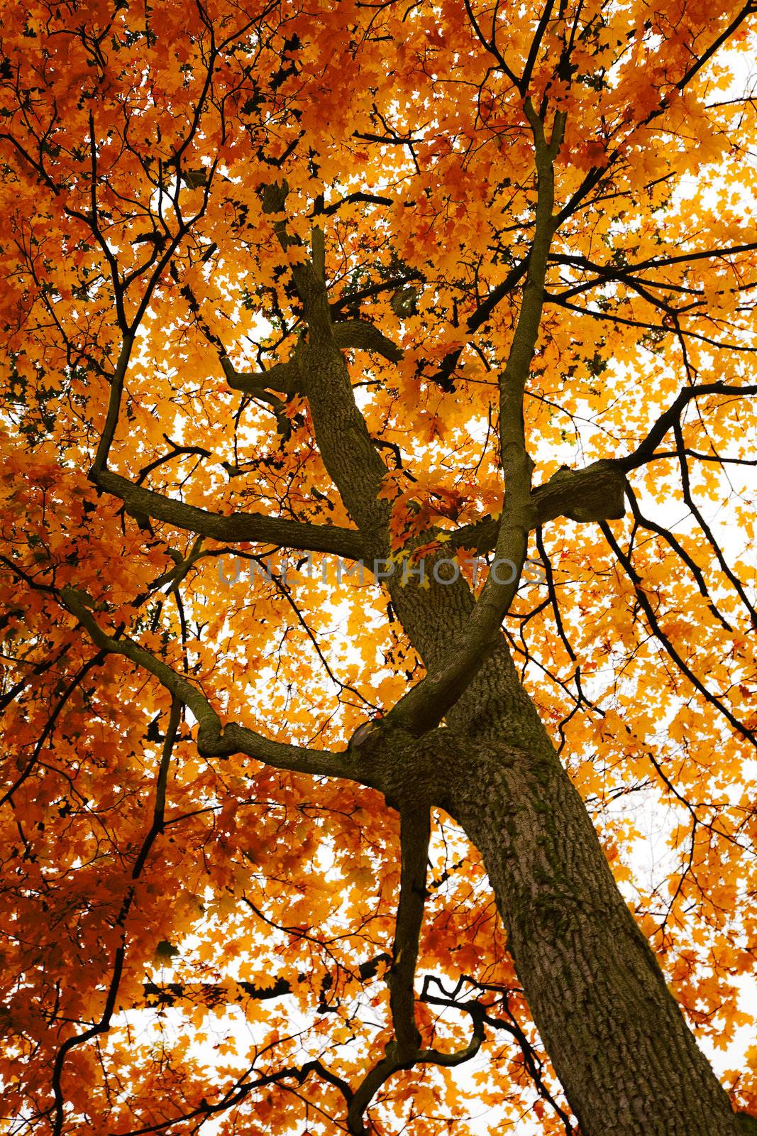 beautiful autumn tree 