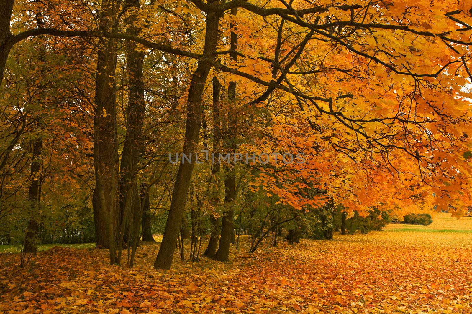 golden maple trees in the park 