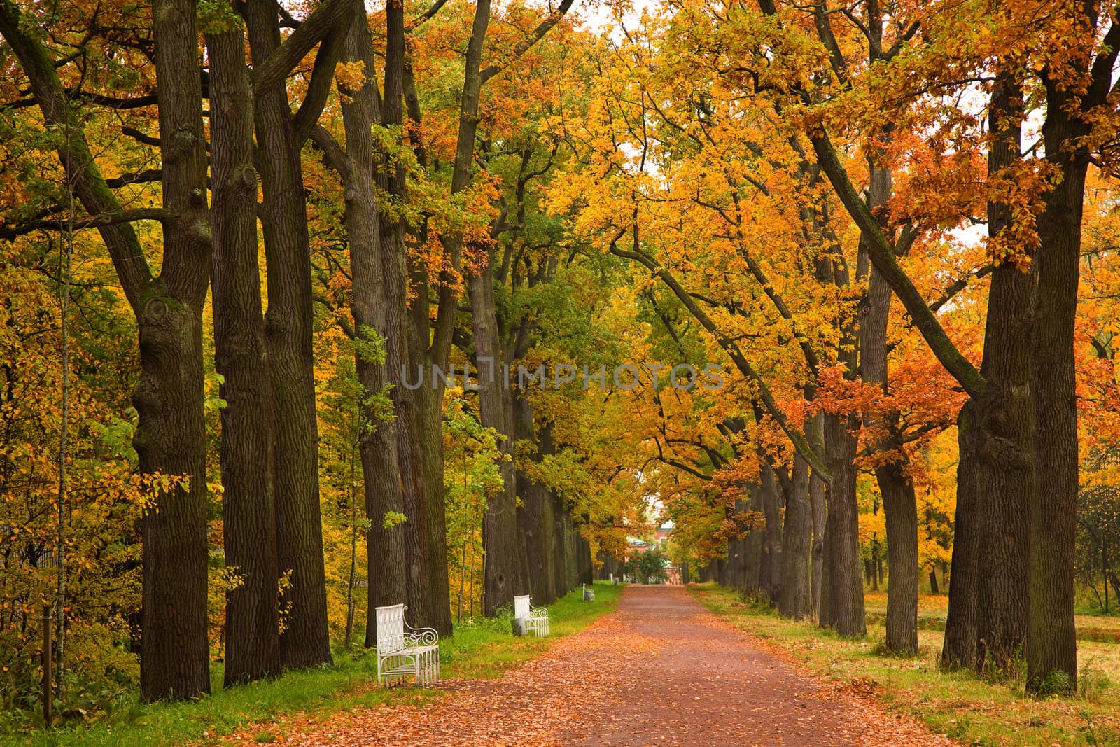 colorful autumn trees in the park