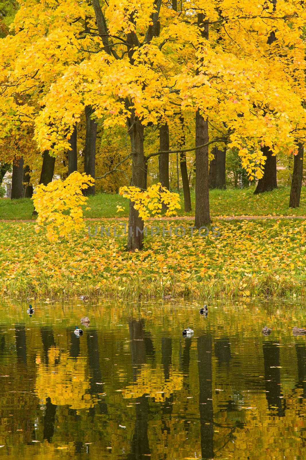 autumn park