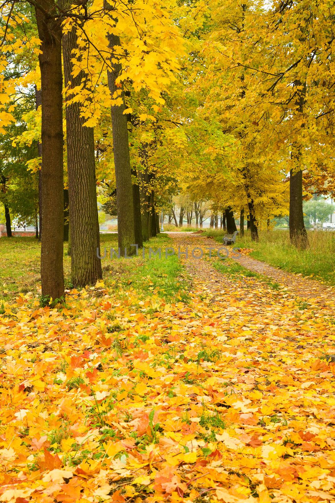 golden maple trees in the park 