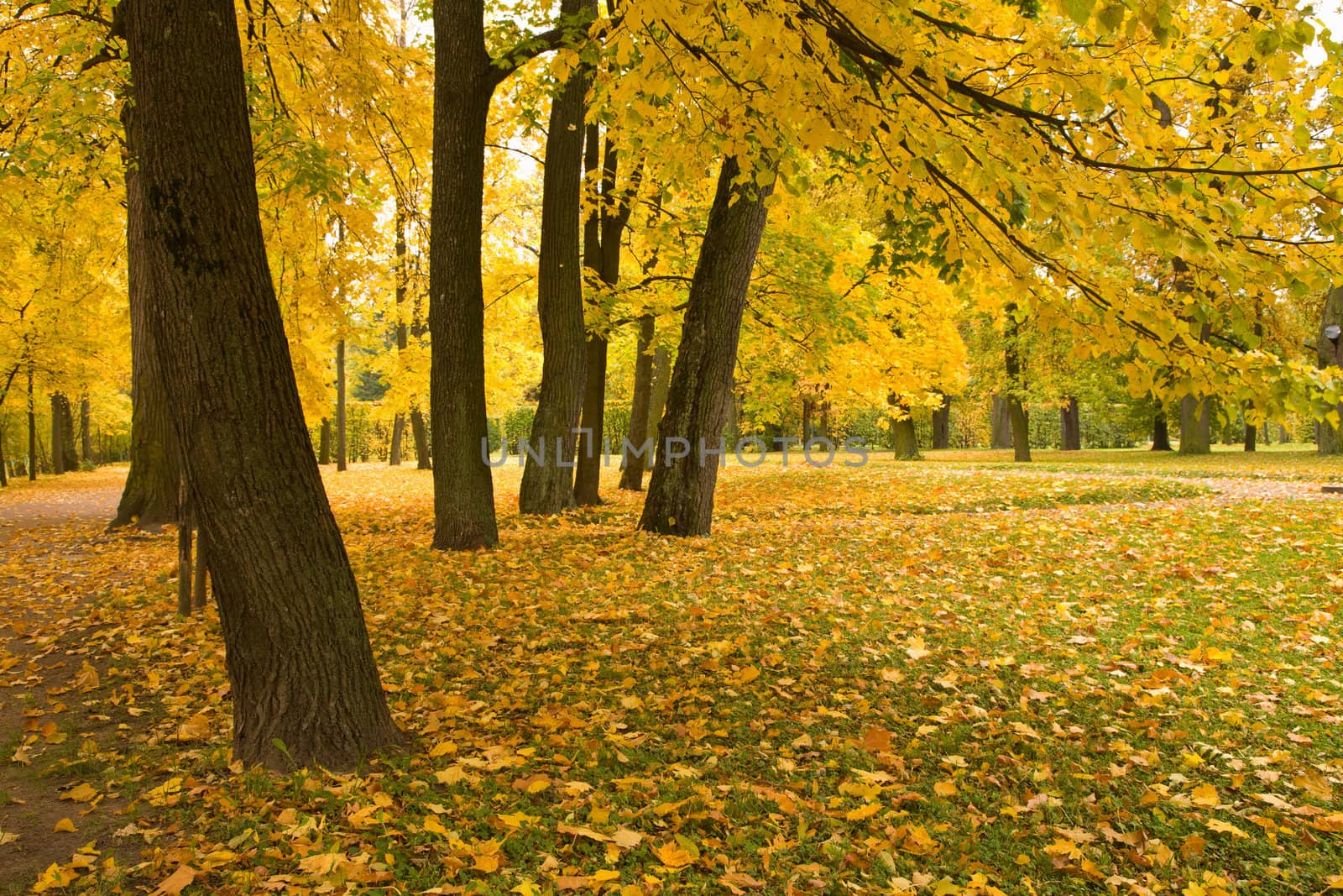 autumn park 