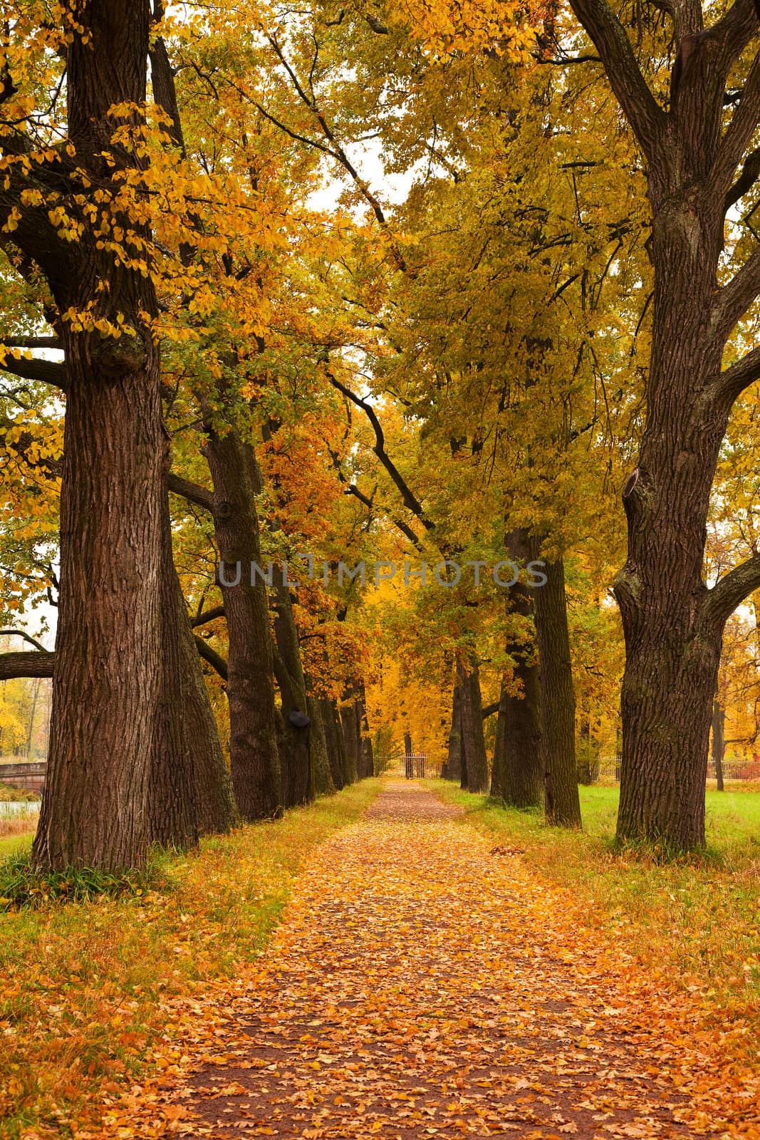 autumn trees in the park 