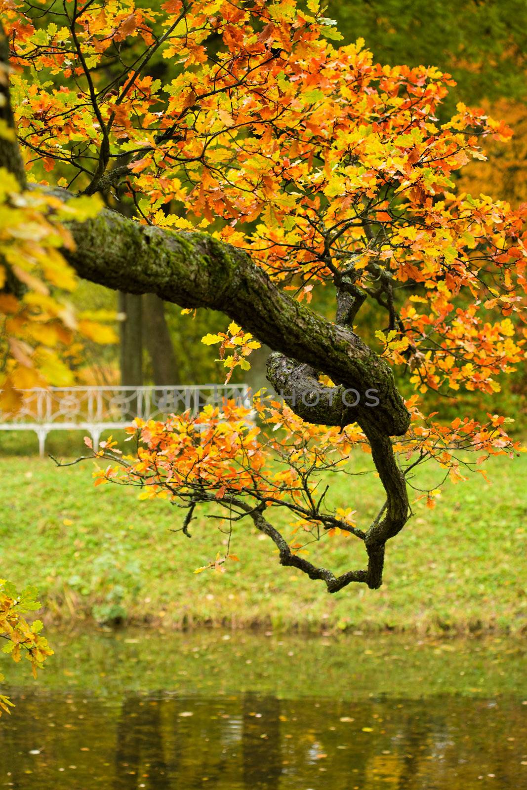 autumn tree branch