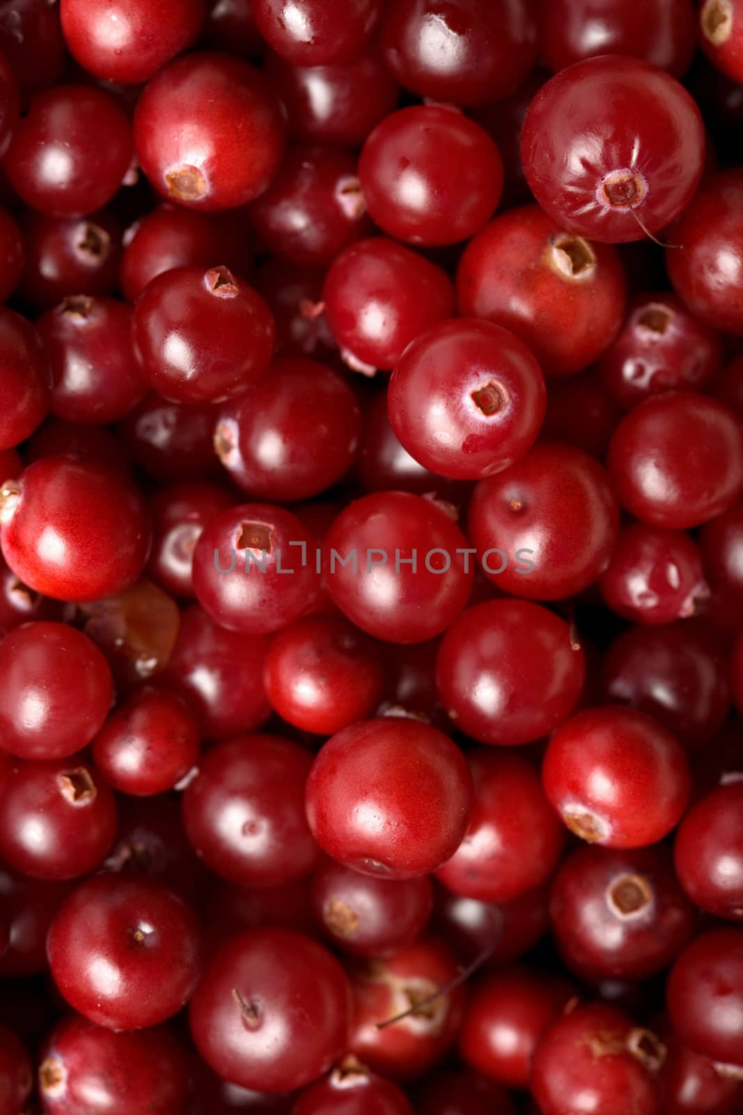 red cranberries background
