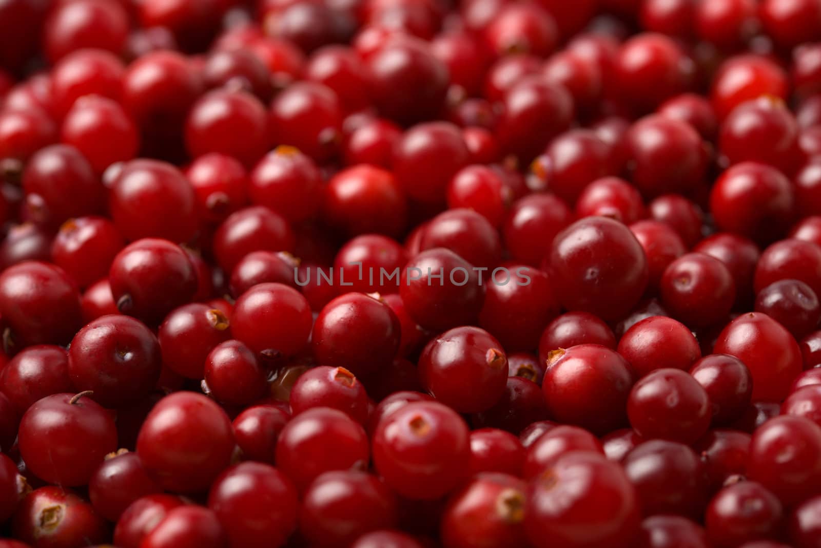 red cranberries background 