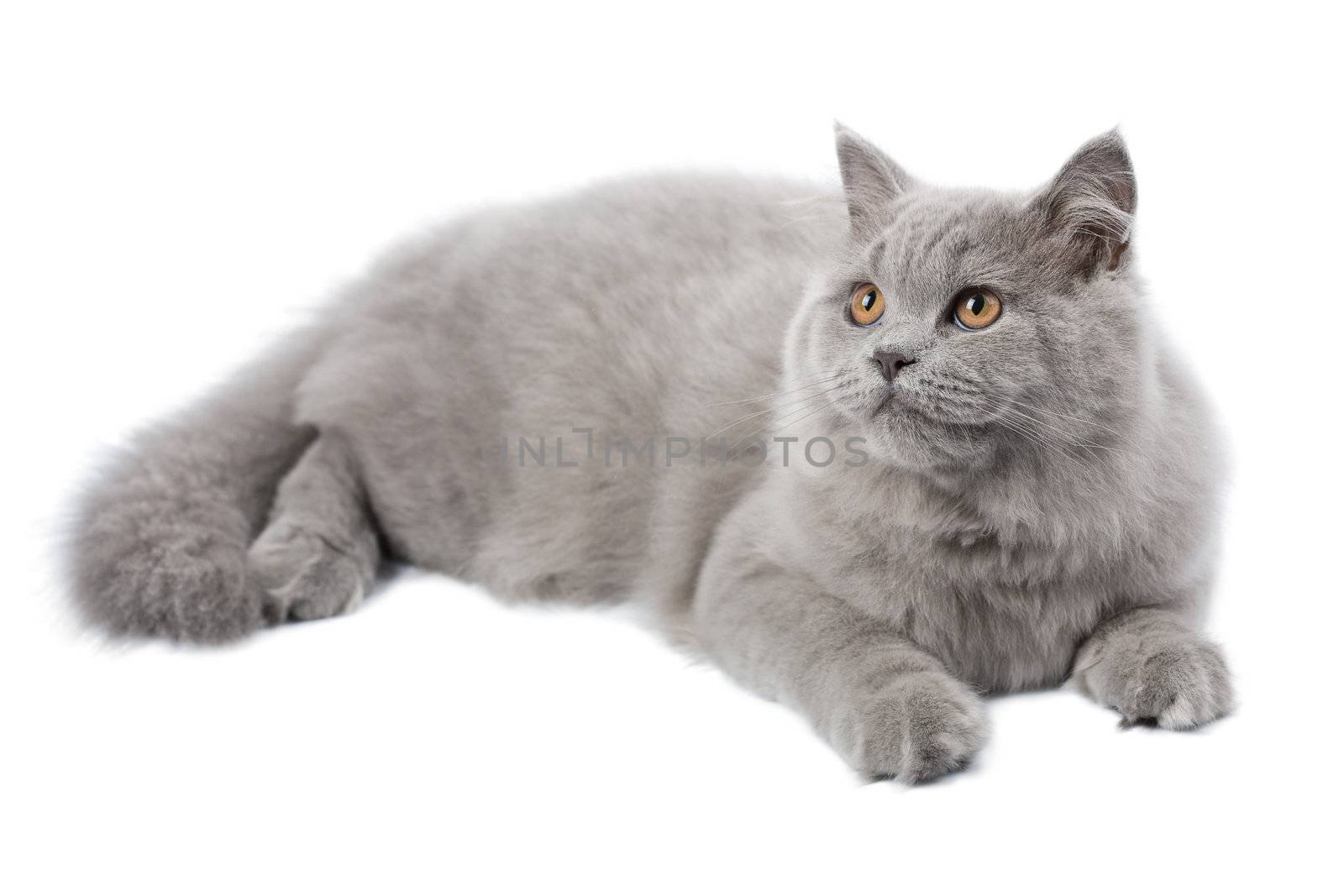 lying cute british cat isolated
