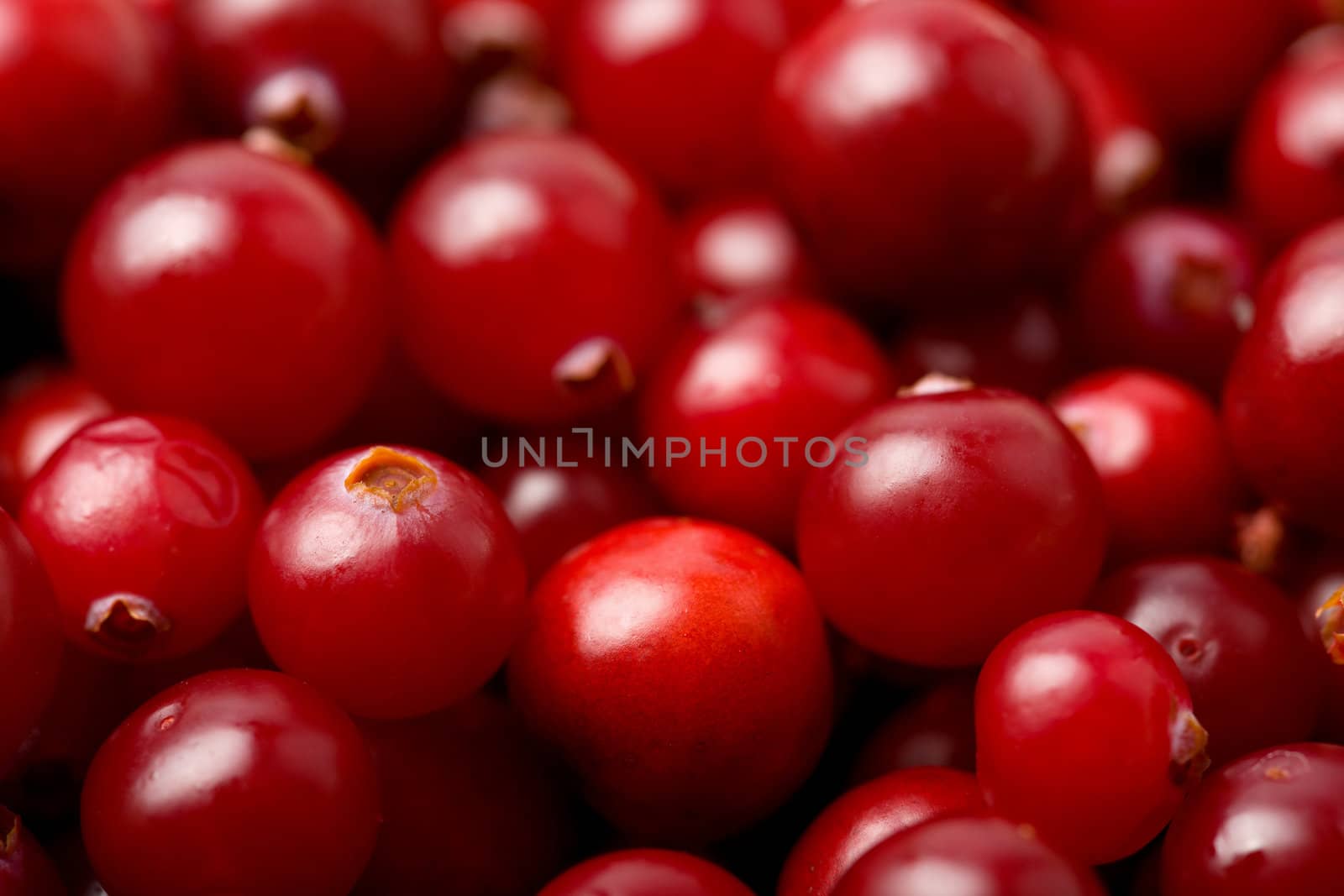 red cranberries background
