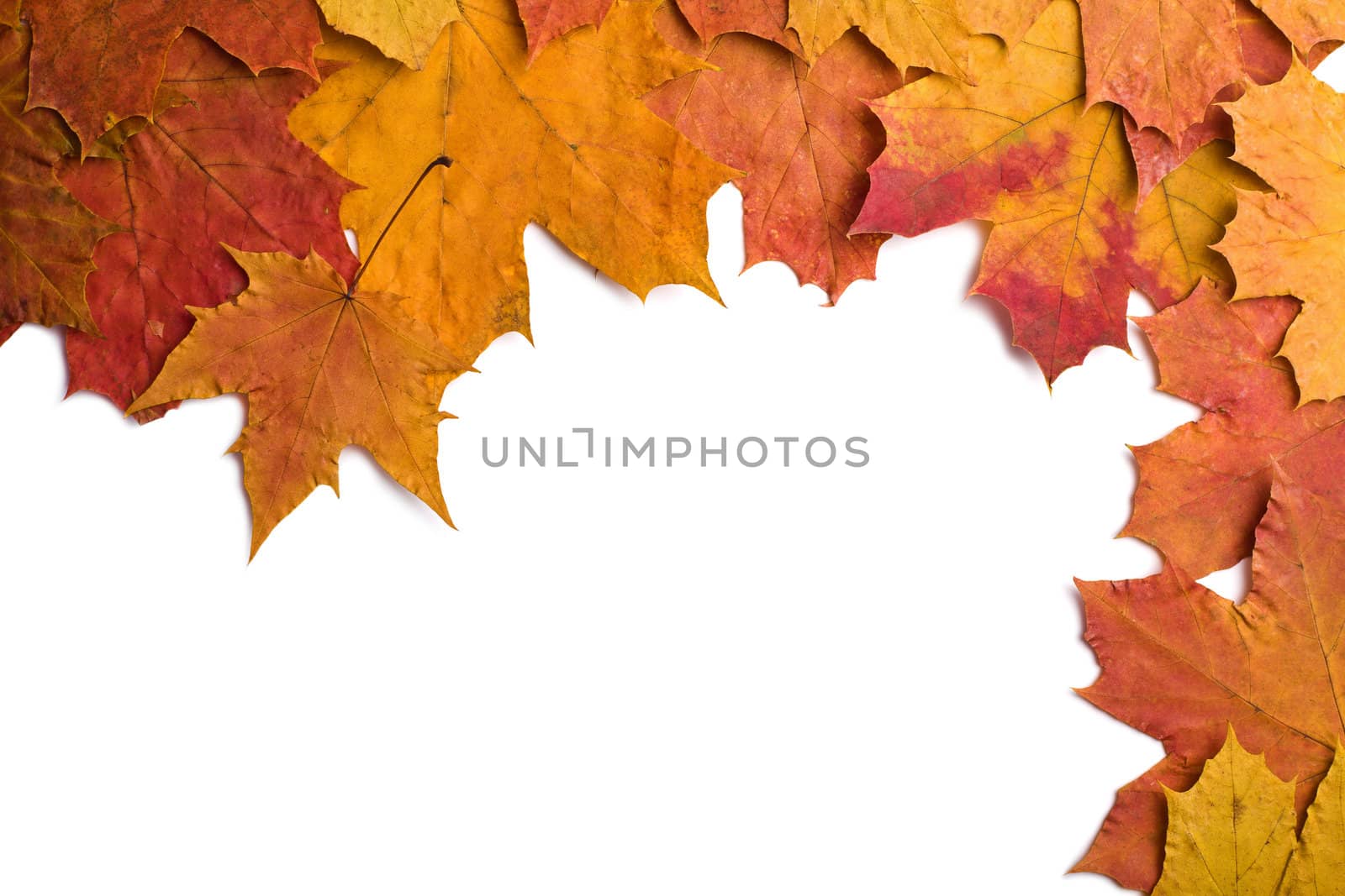 dry autumn leaves isolated 