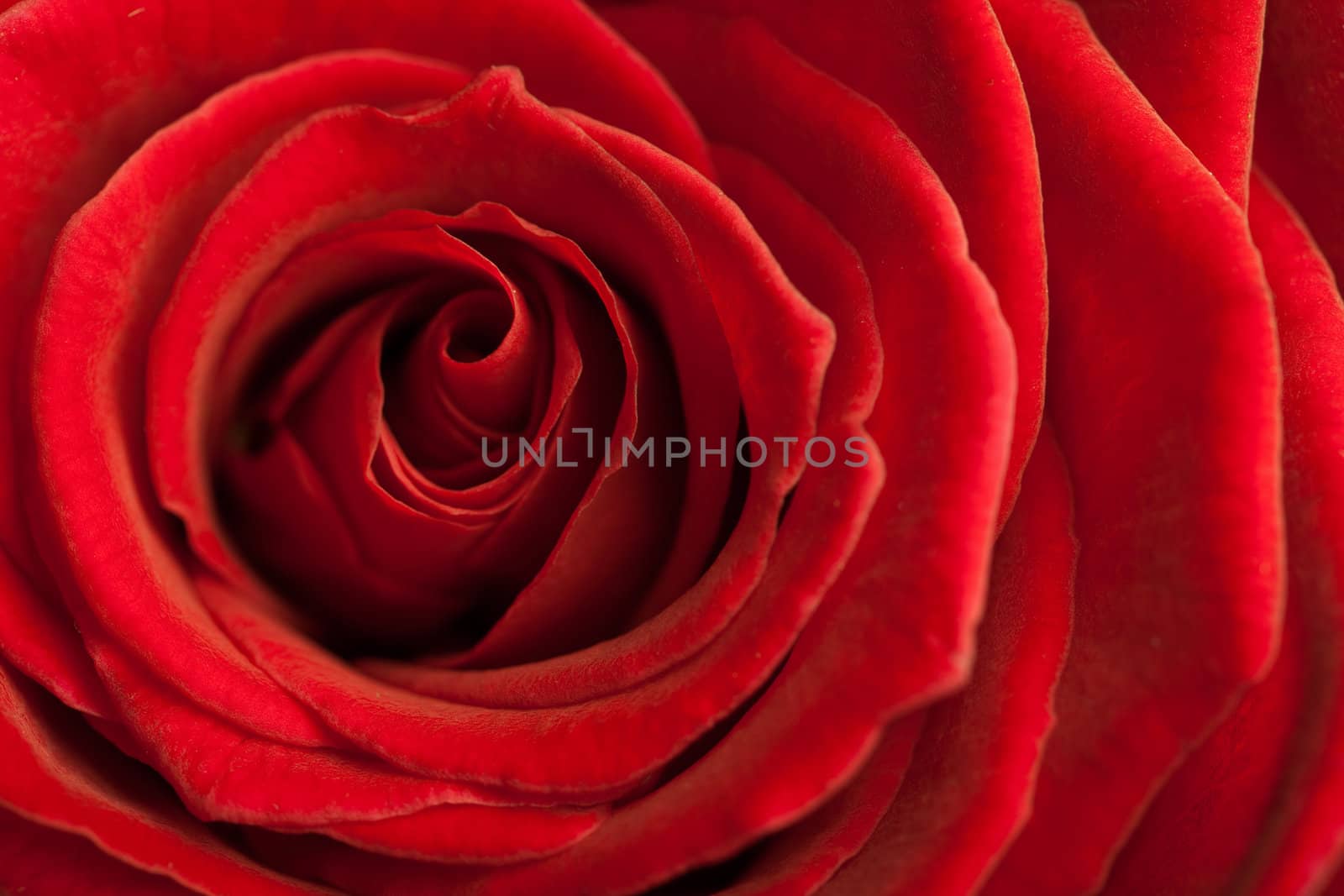beautiful red rose background 