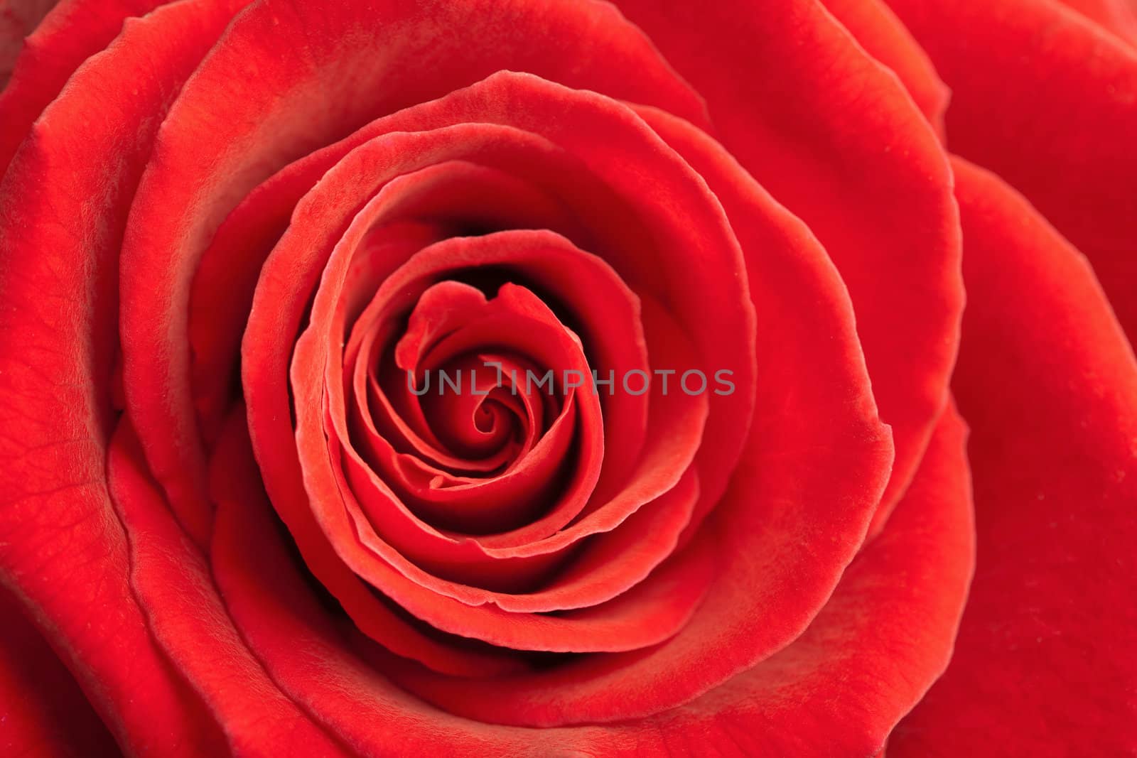 beautiful red rose background