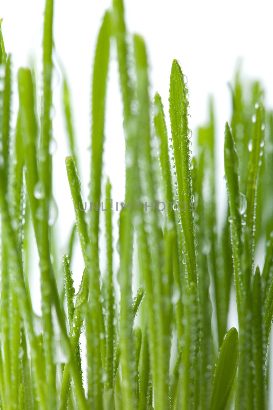 fresh wet grass background isolated