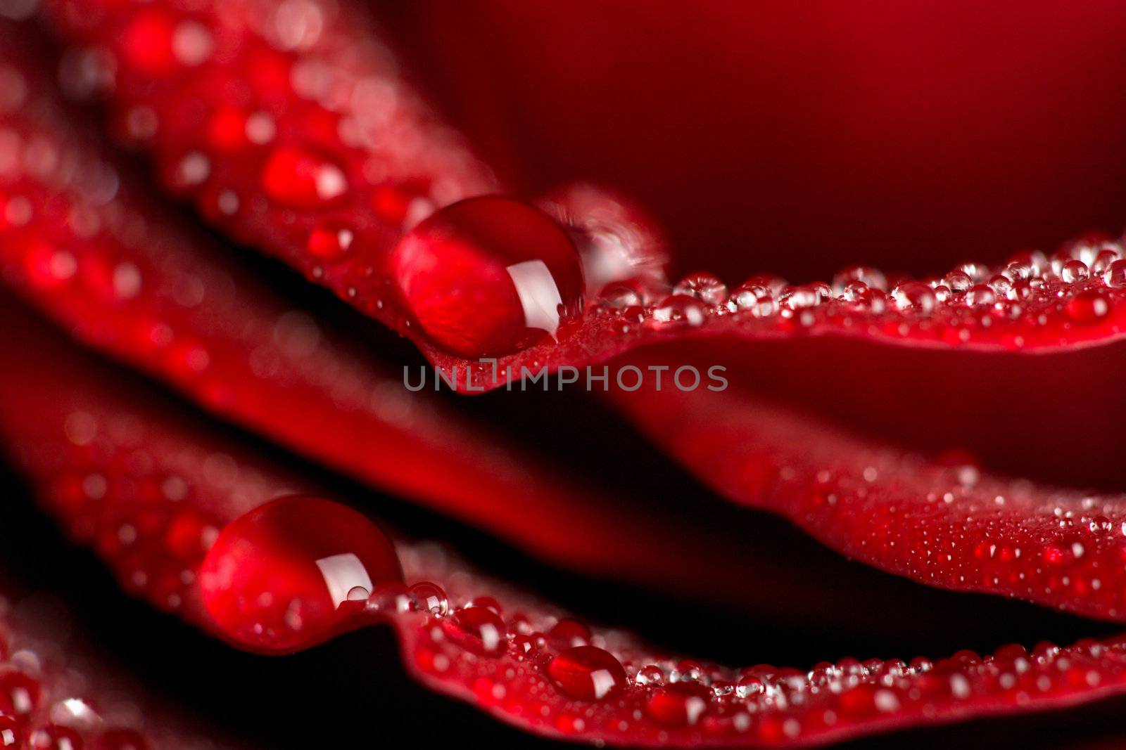 macro of red rose with water drops