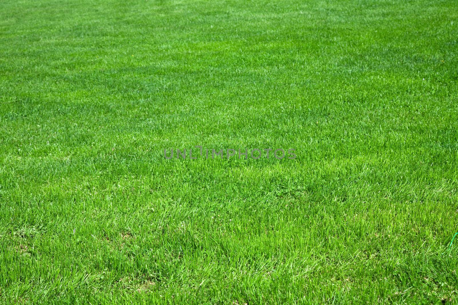 green grass background 