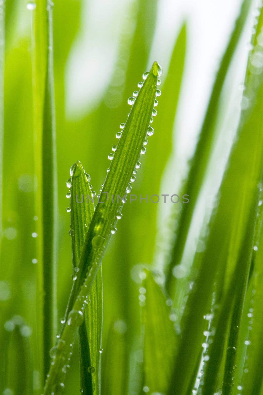 fresh grass with dew