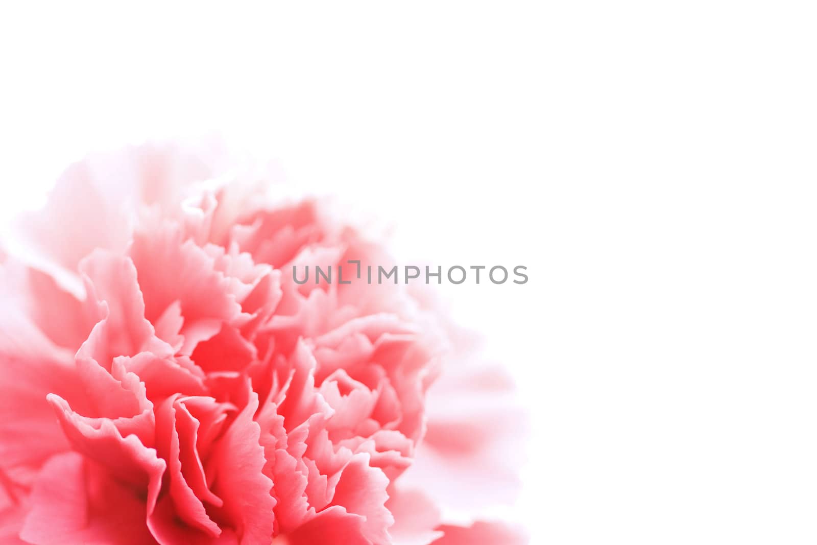 pink carnation flower isolated