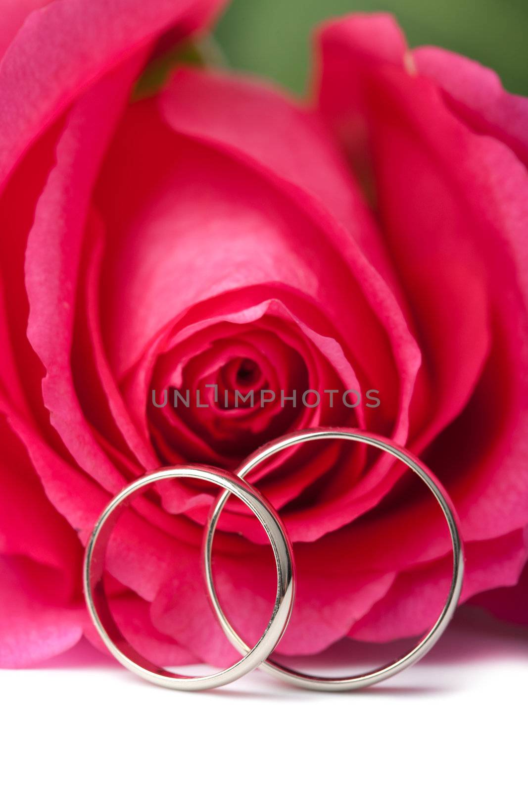 Gold wedding rings and pink rose isolated