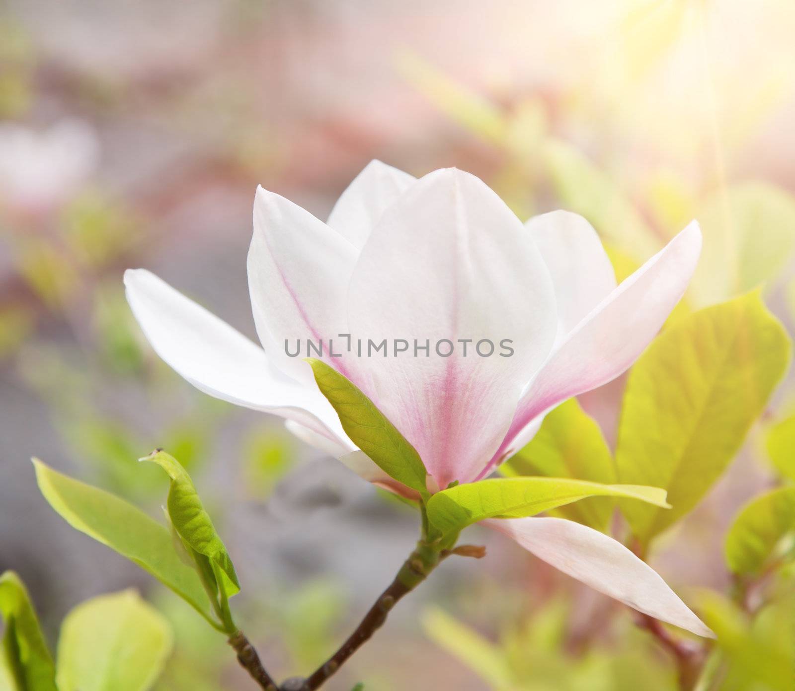 magnolia flower in spring