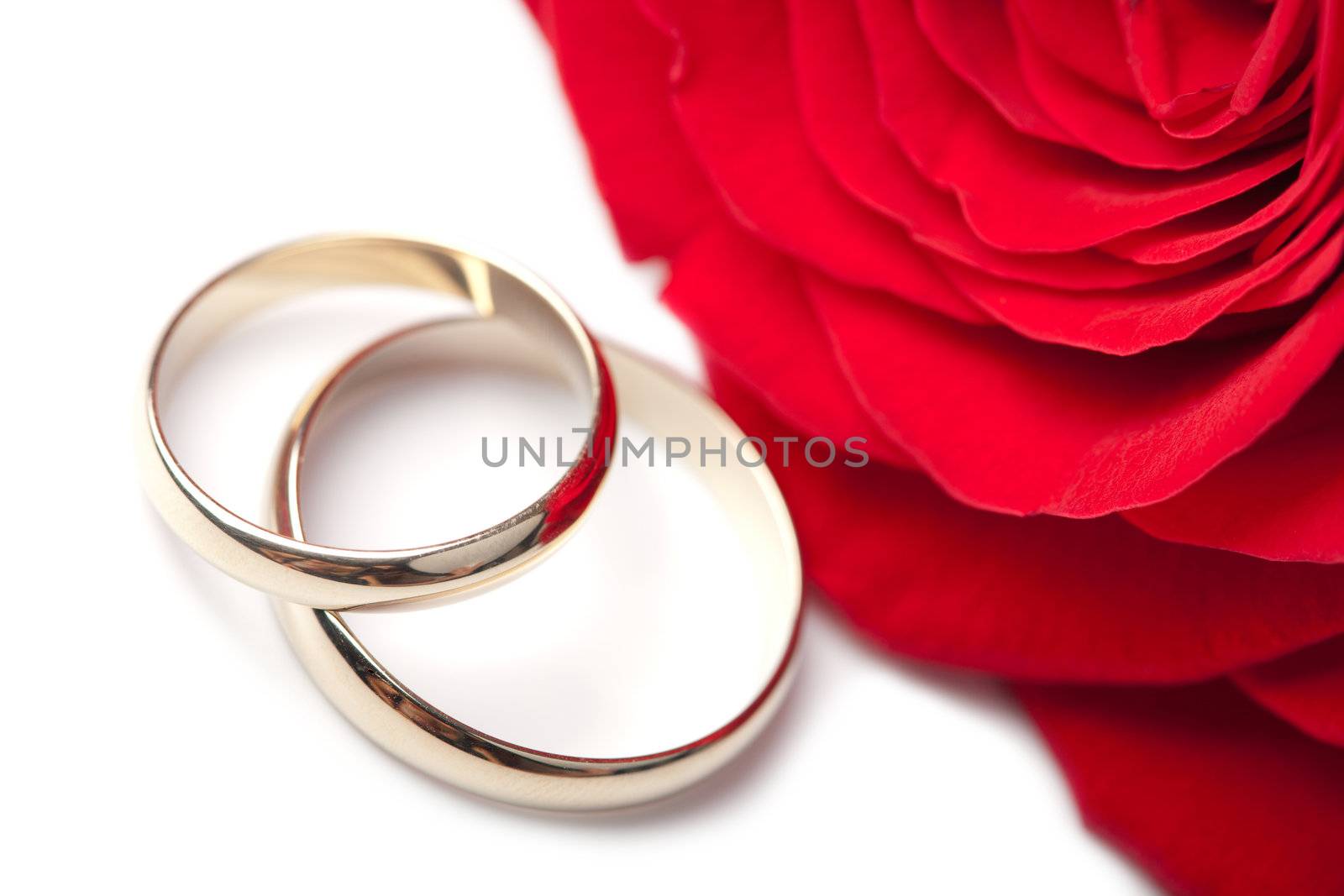 Gold wedding rings and red rose isolated
