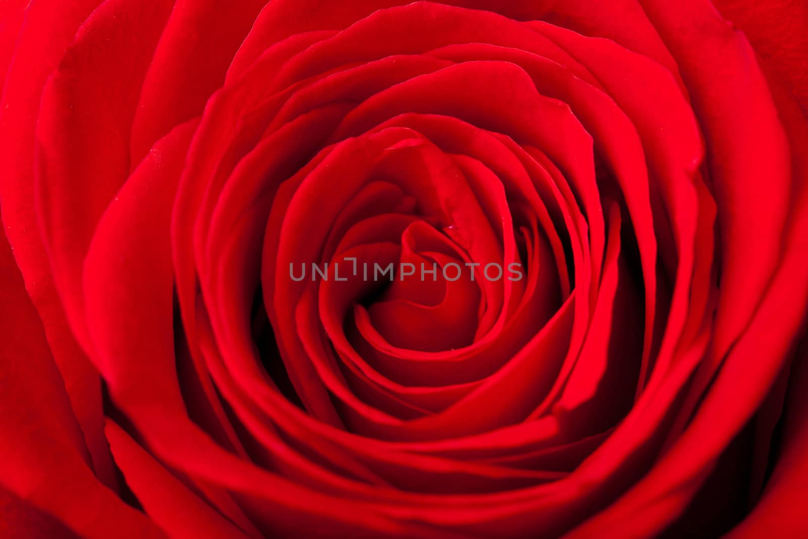  beautiful red rose background