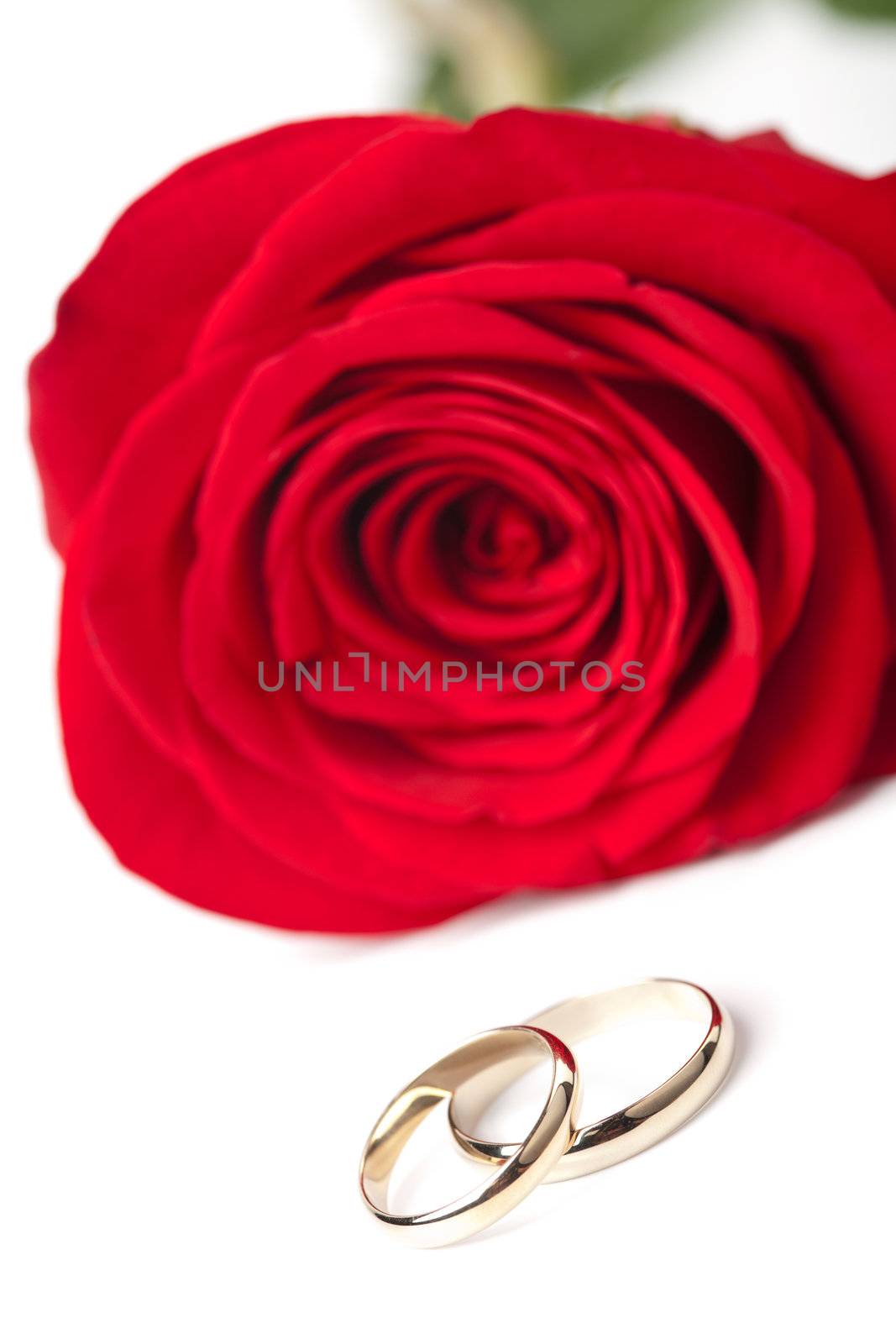 Gold wedding rings and red rose isolated
