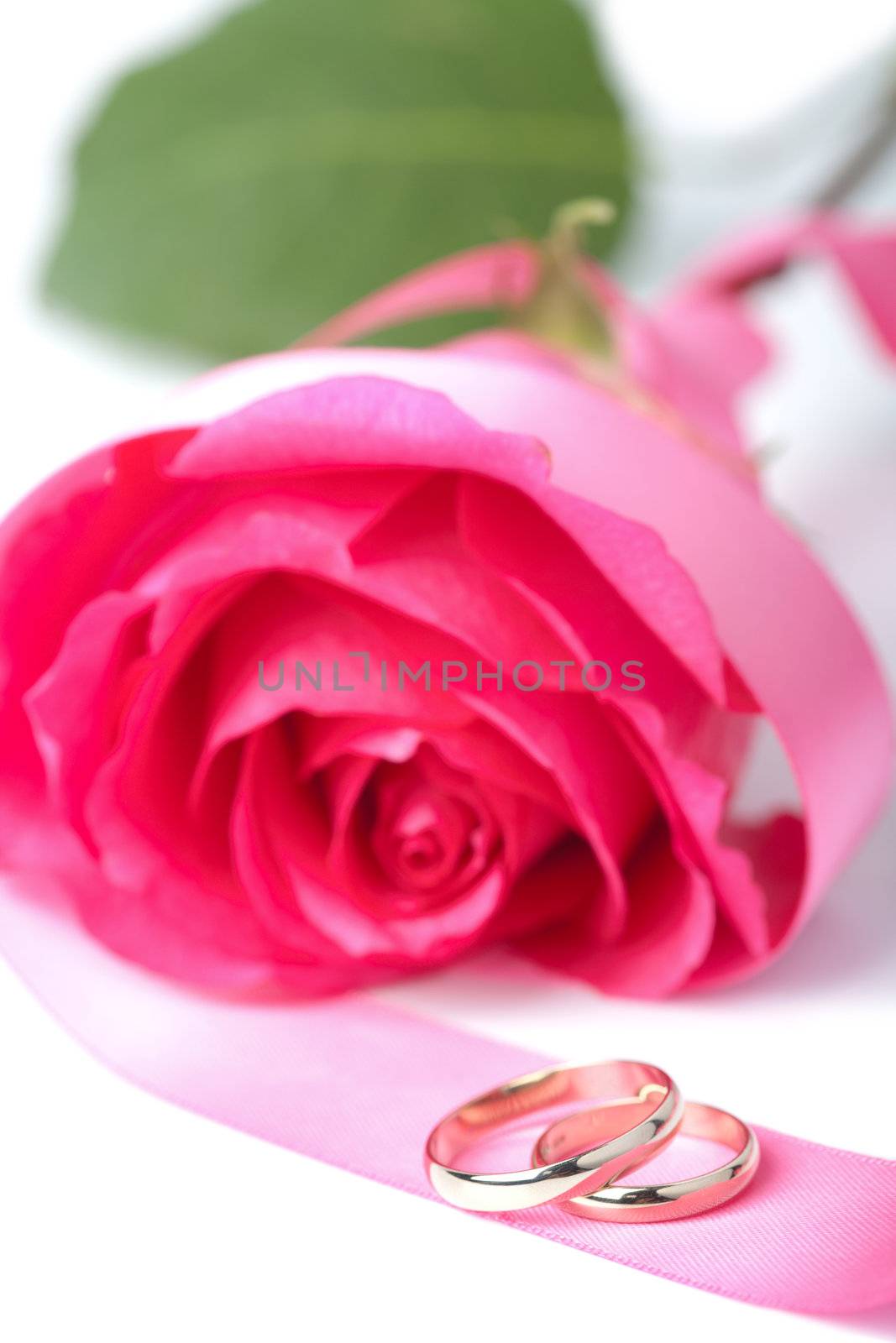 Gold wedding rings and pink rose
