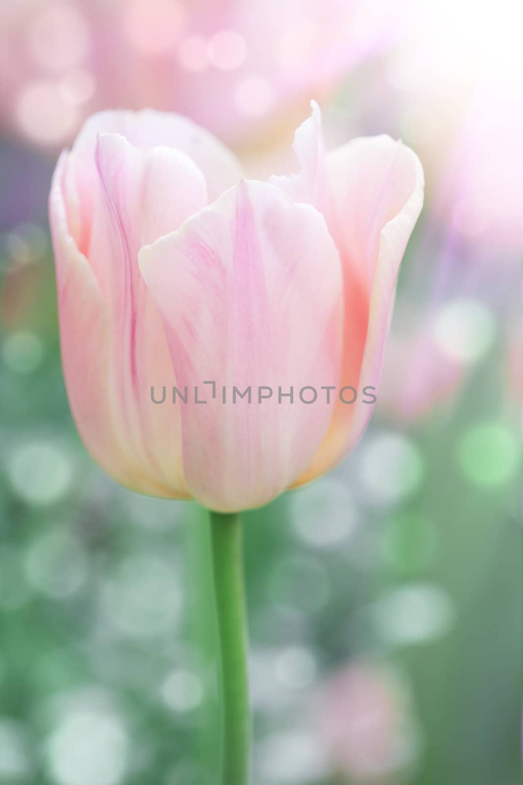 pink tulip