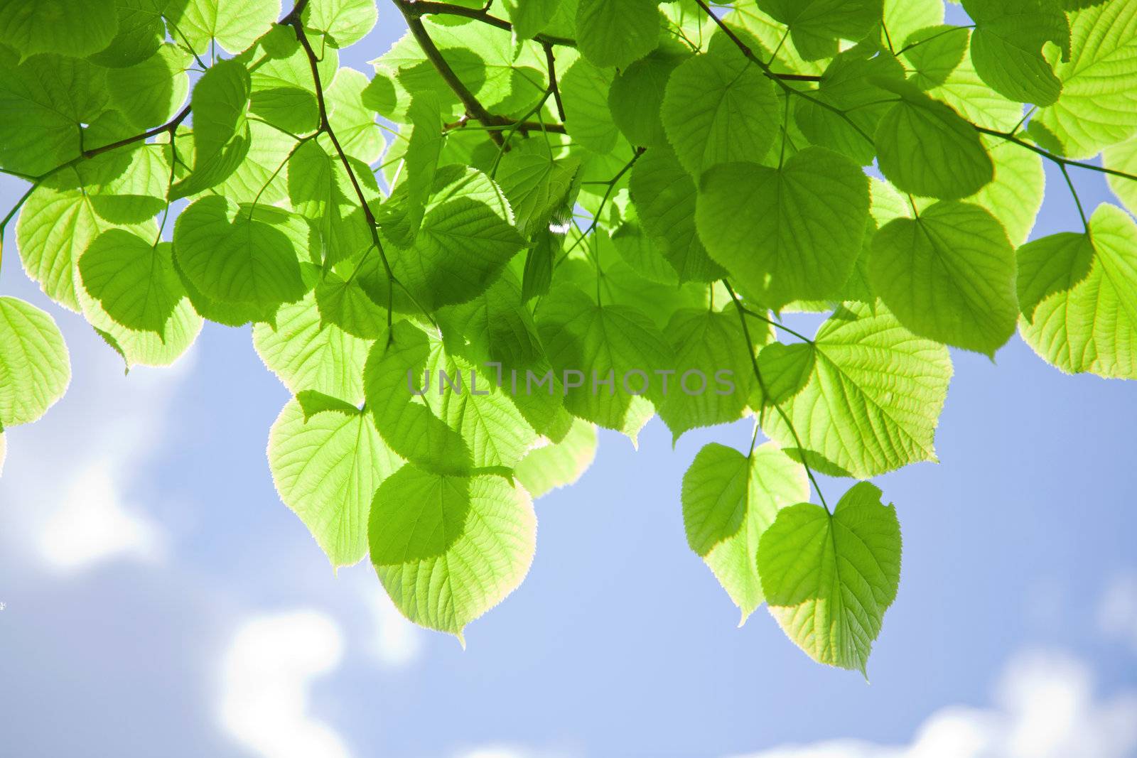fresh leaves against the sky
