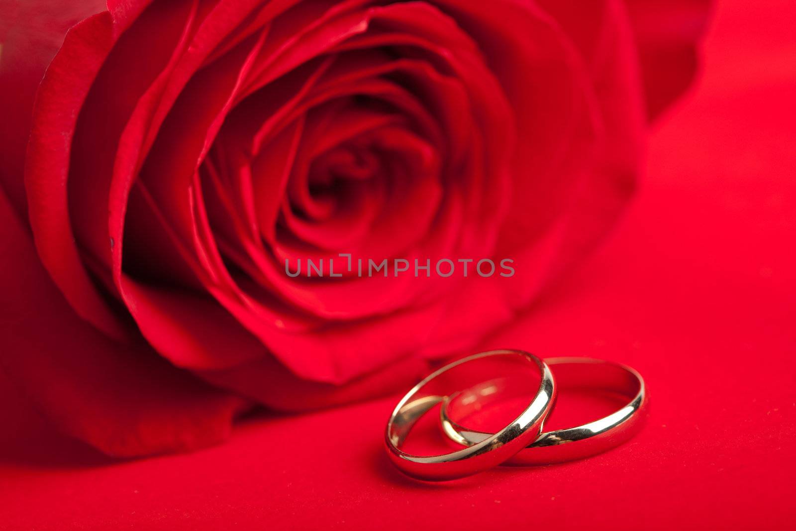 Gold wedding rings and red rose
