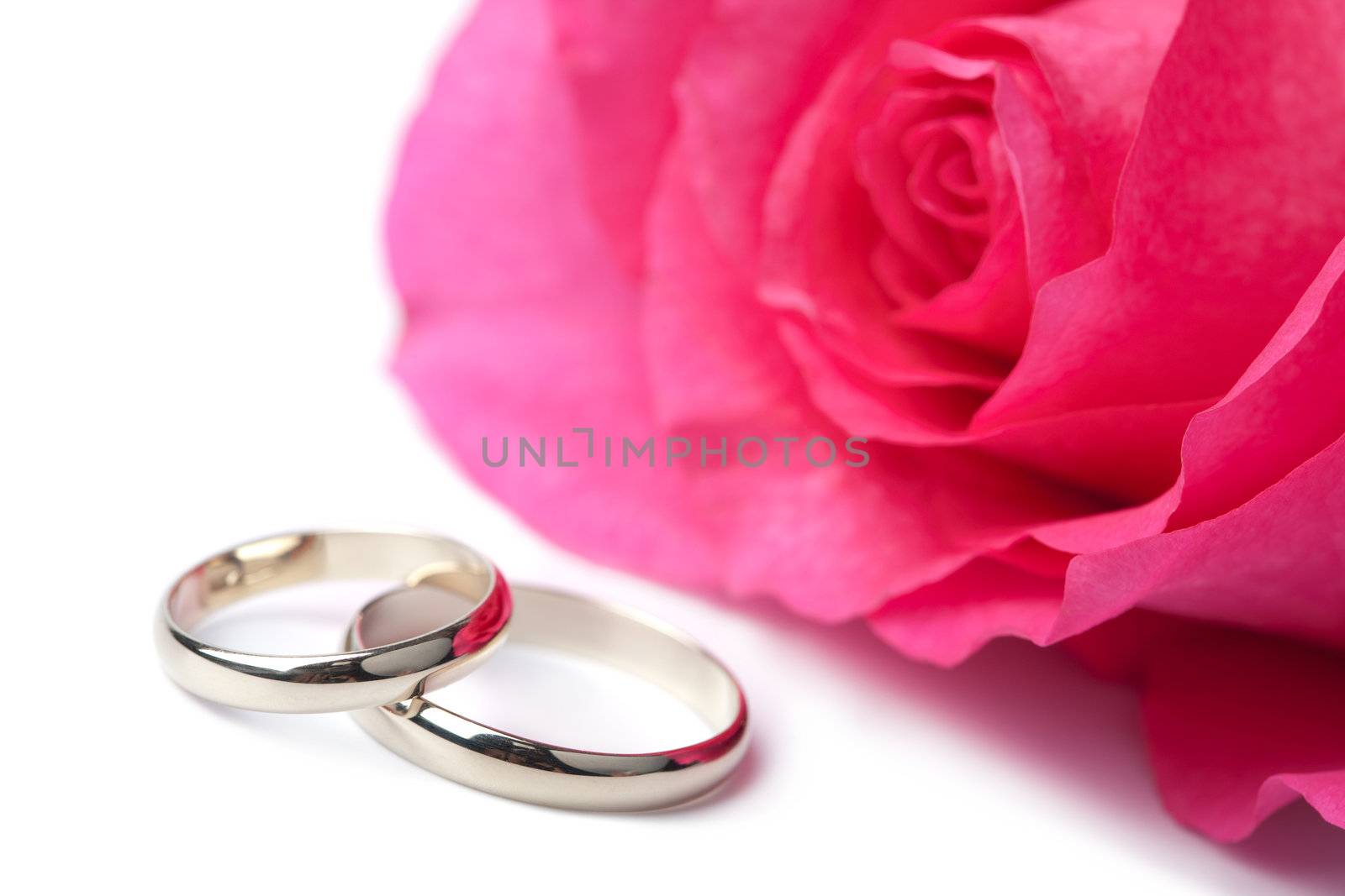 Gold wedding rings and pink rose isolated