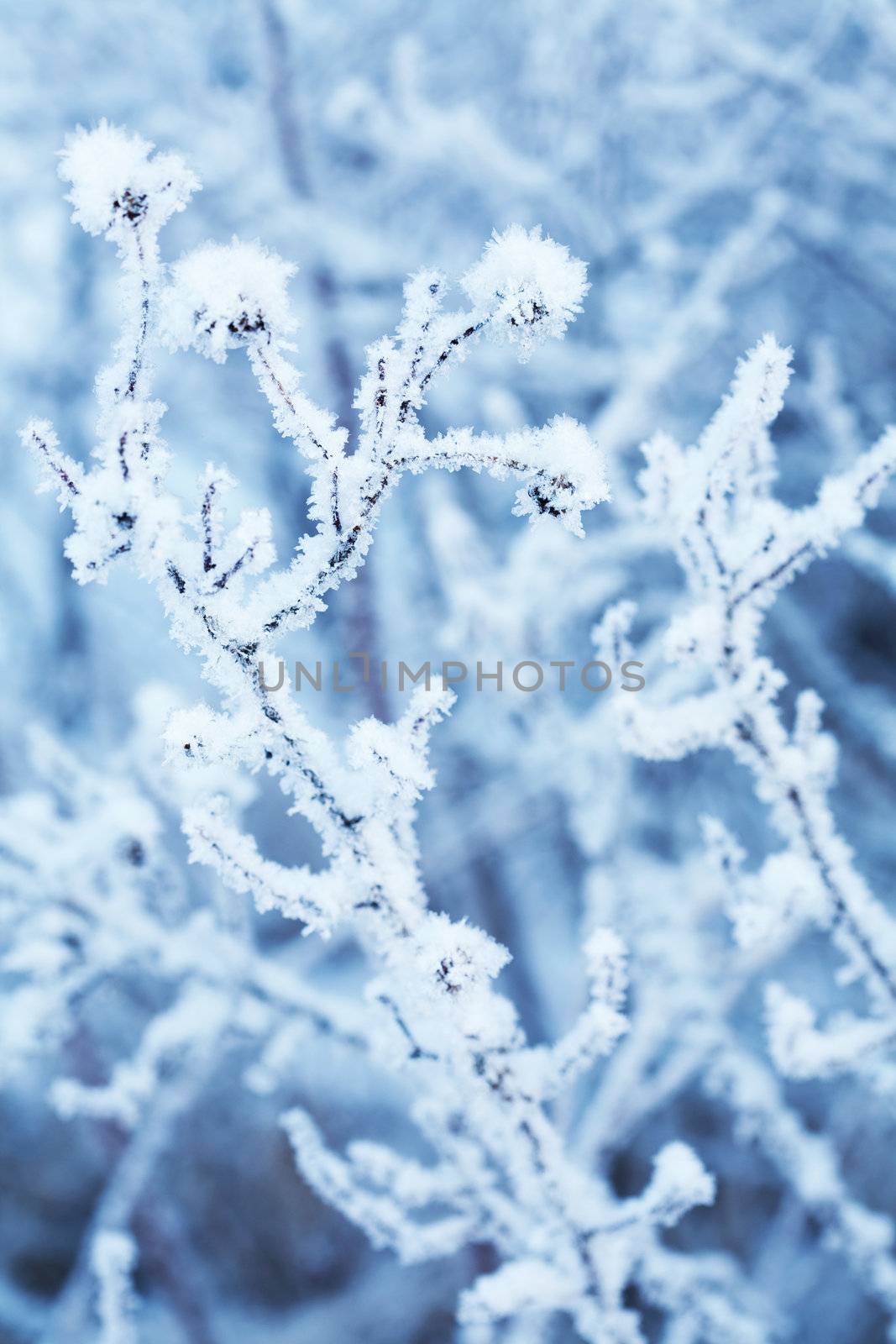 frozen winter plant 