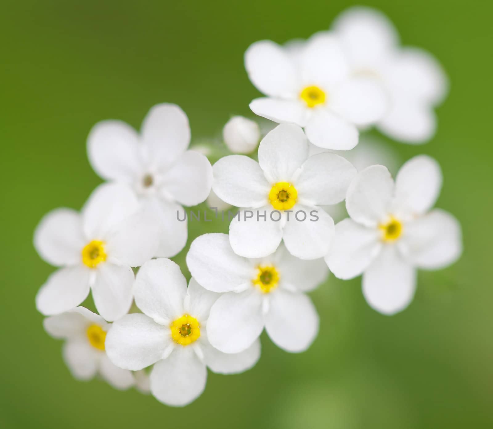 white flowers in the field