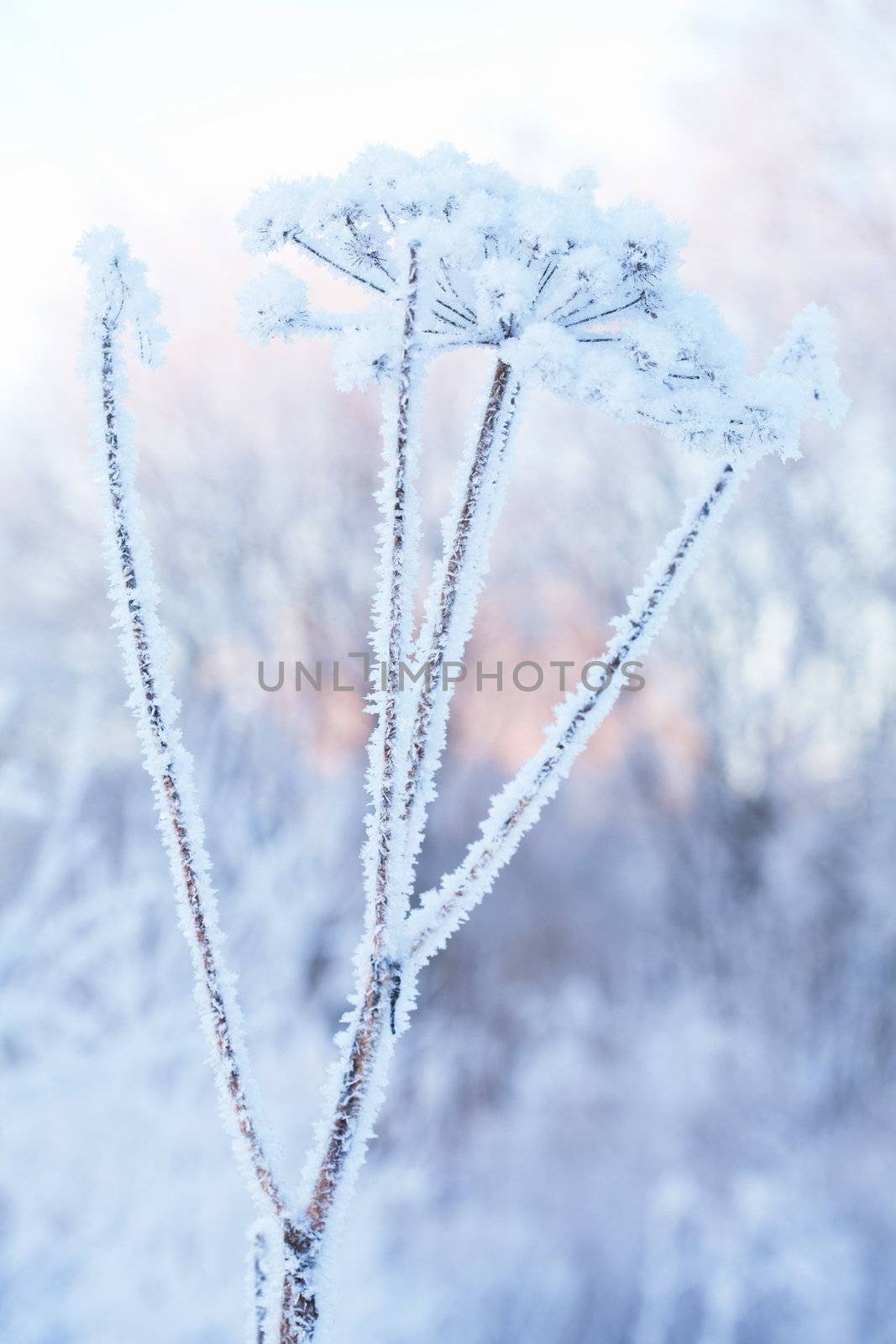 beautiful frozen winter plant 