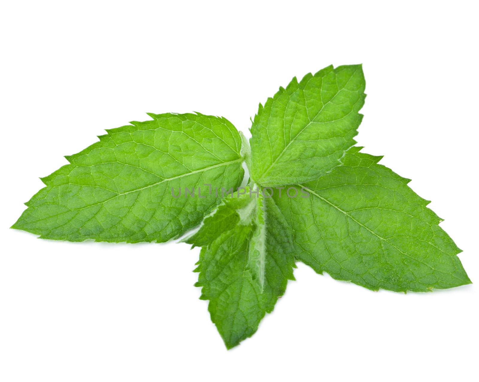 fresh mint leaf isolated