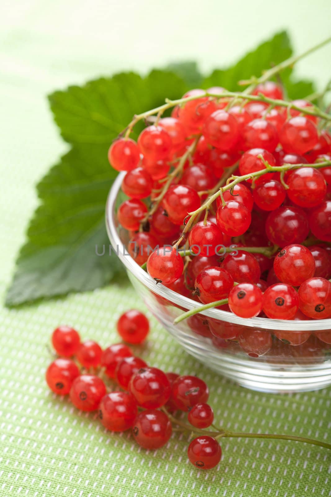 fresh redcurrant 