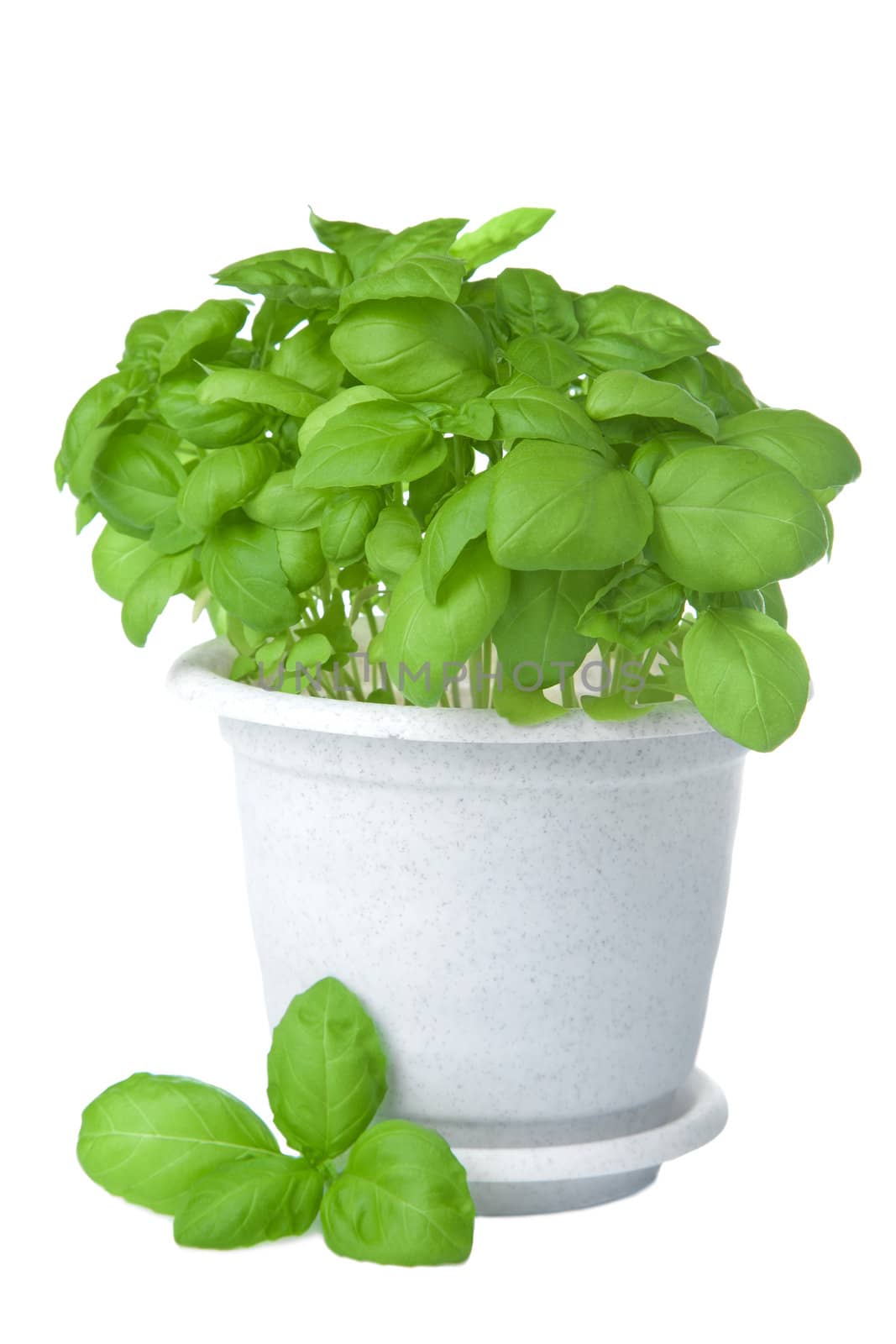 basil in pot isolated