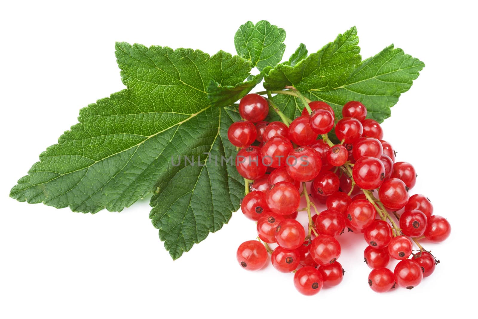 fresh red currant isolated 