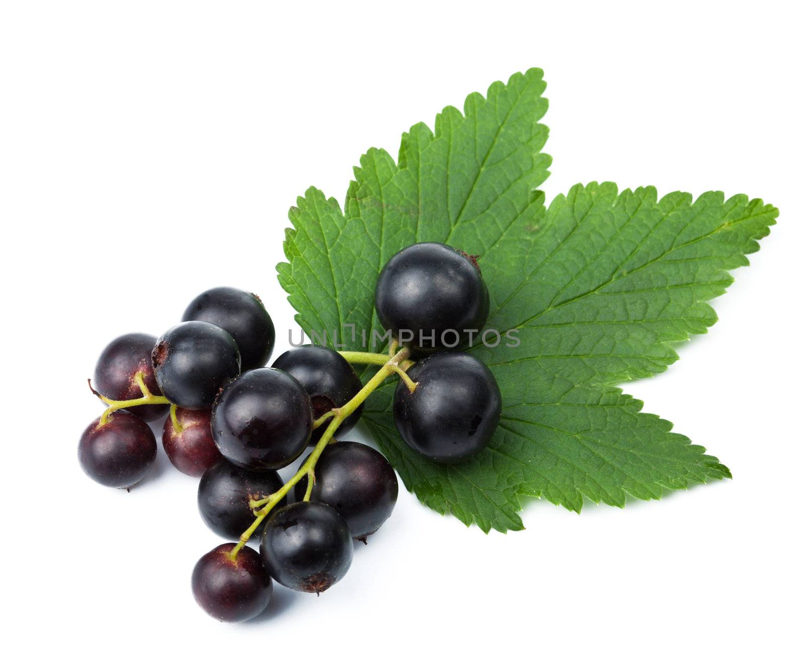 fresh black currant isolated 