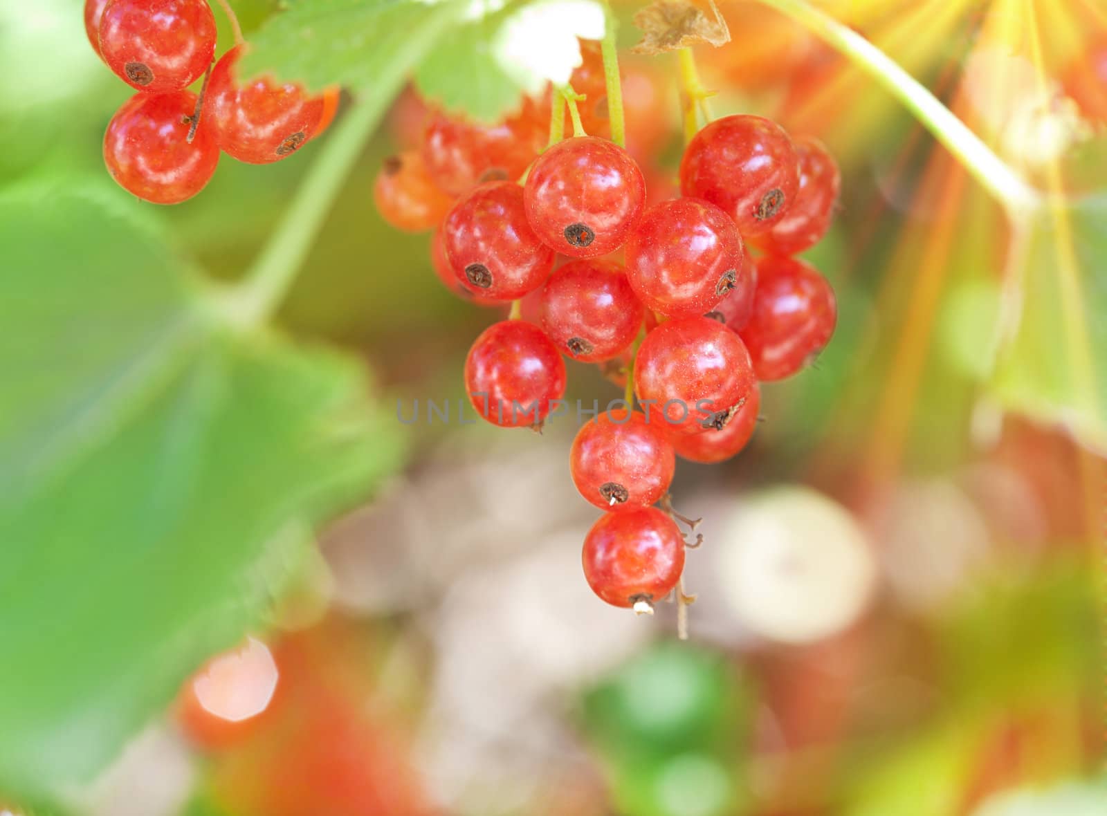 fresh red currant
