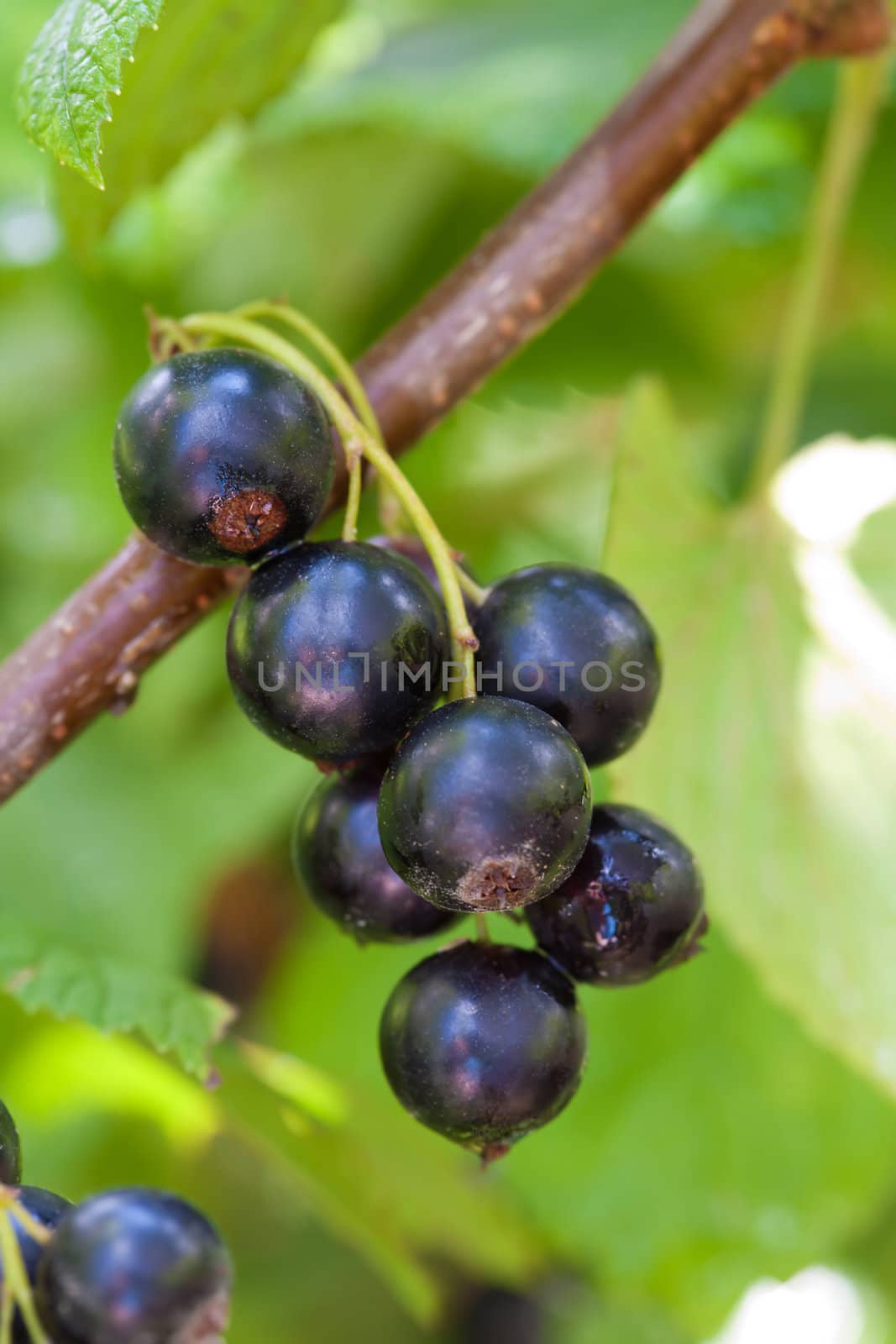 fresh black currant