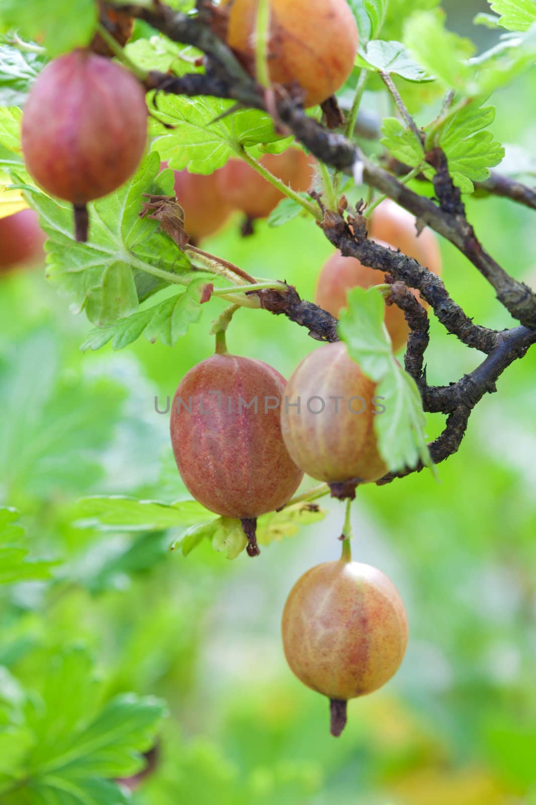 gooseberry