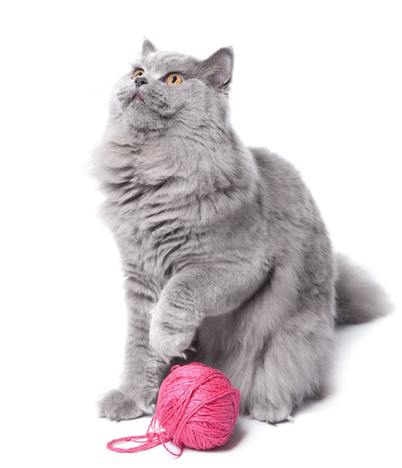 cat playing with clew isolated 