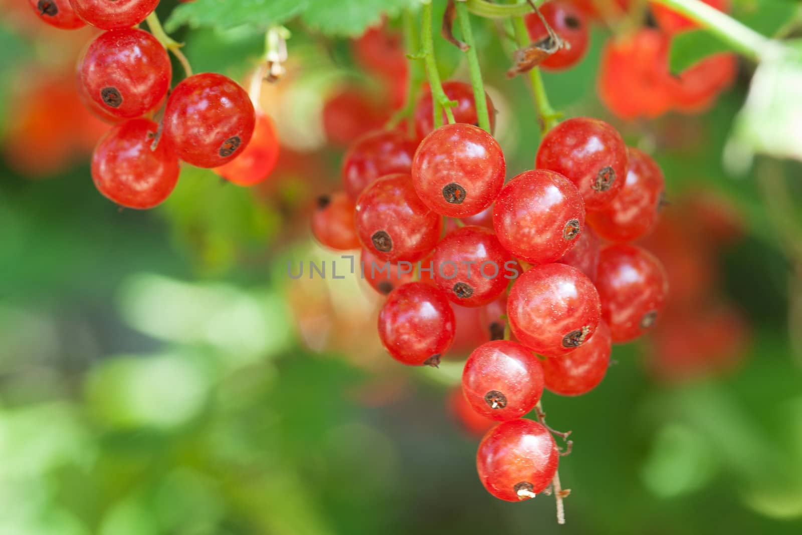 fresh red currant