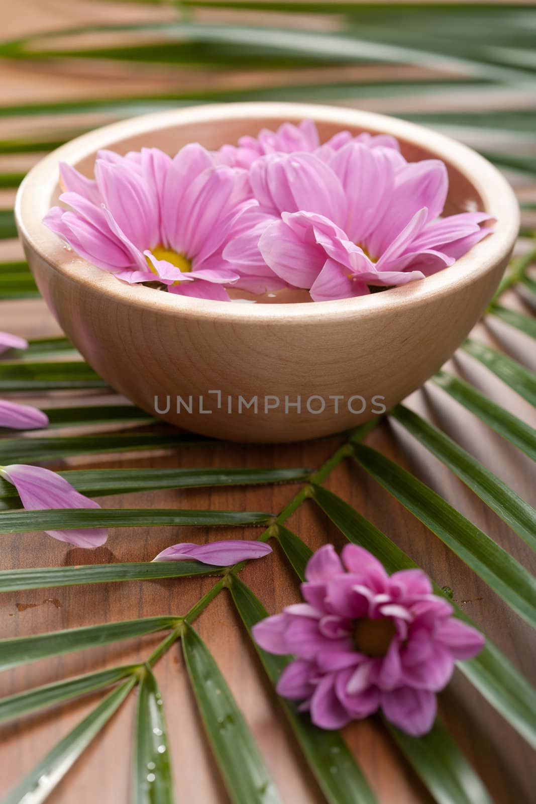 pink flowers in bowl 