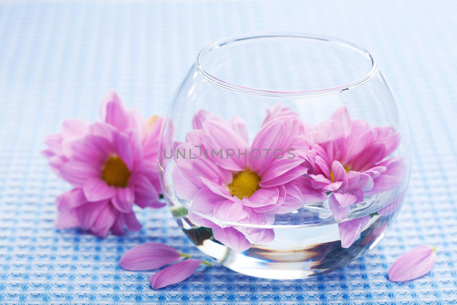 pink flowers in vase 
