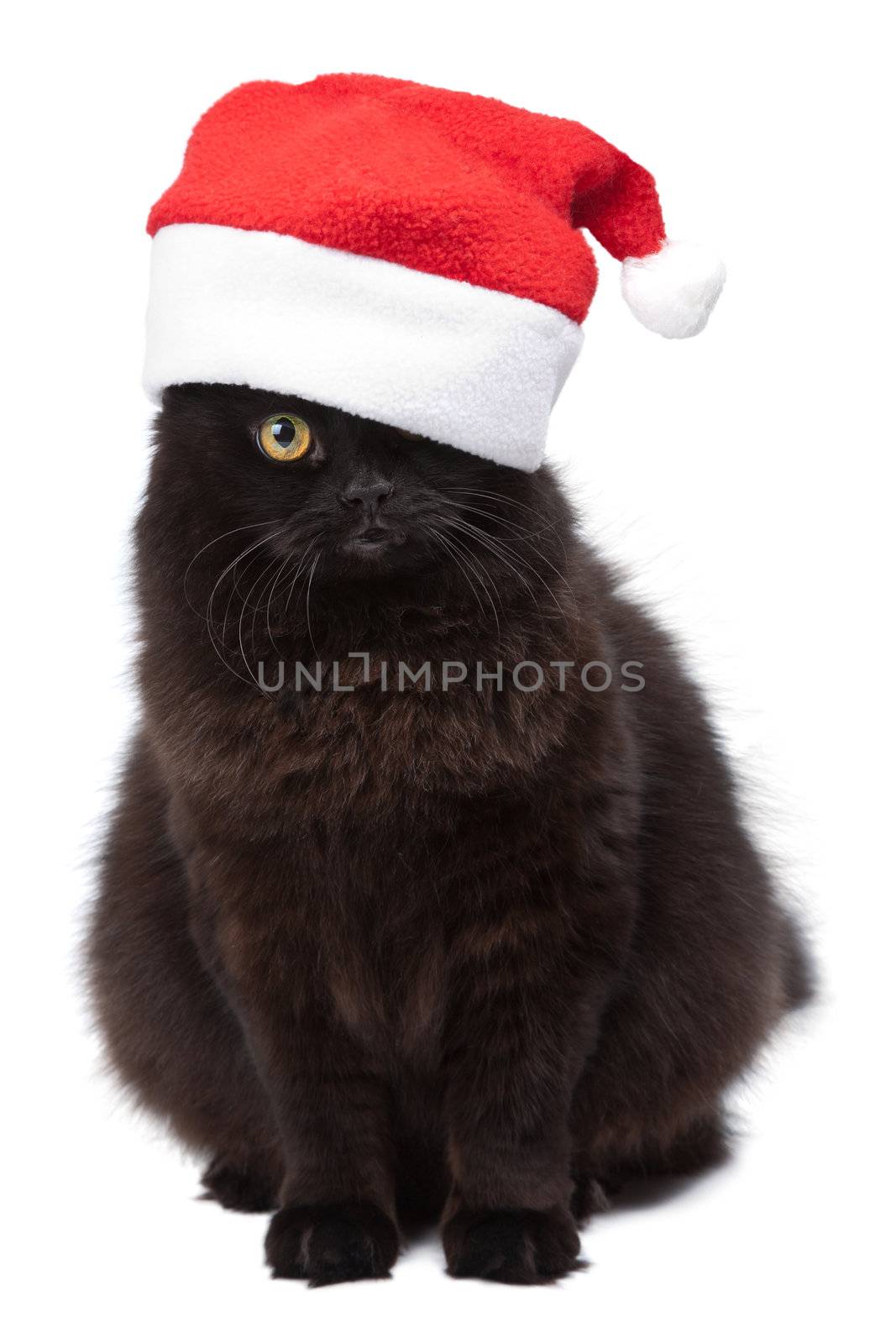 black cat in red cap isolated 