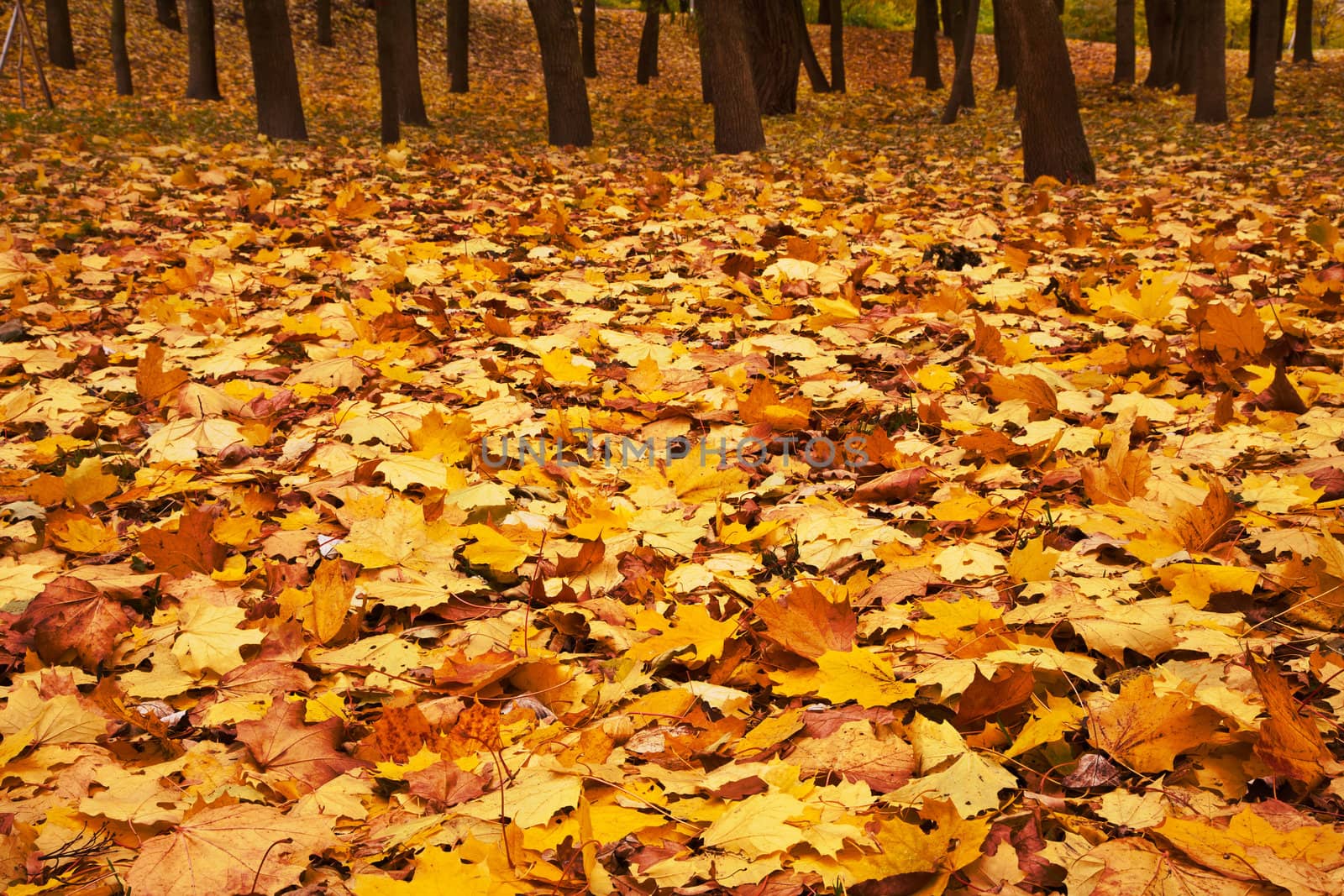 autumn maple leaves