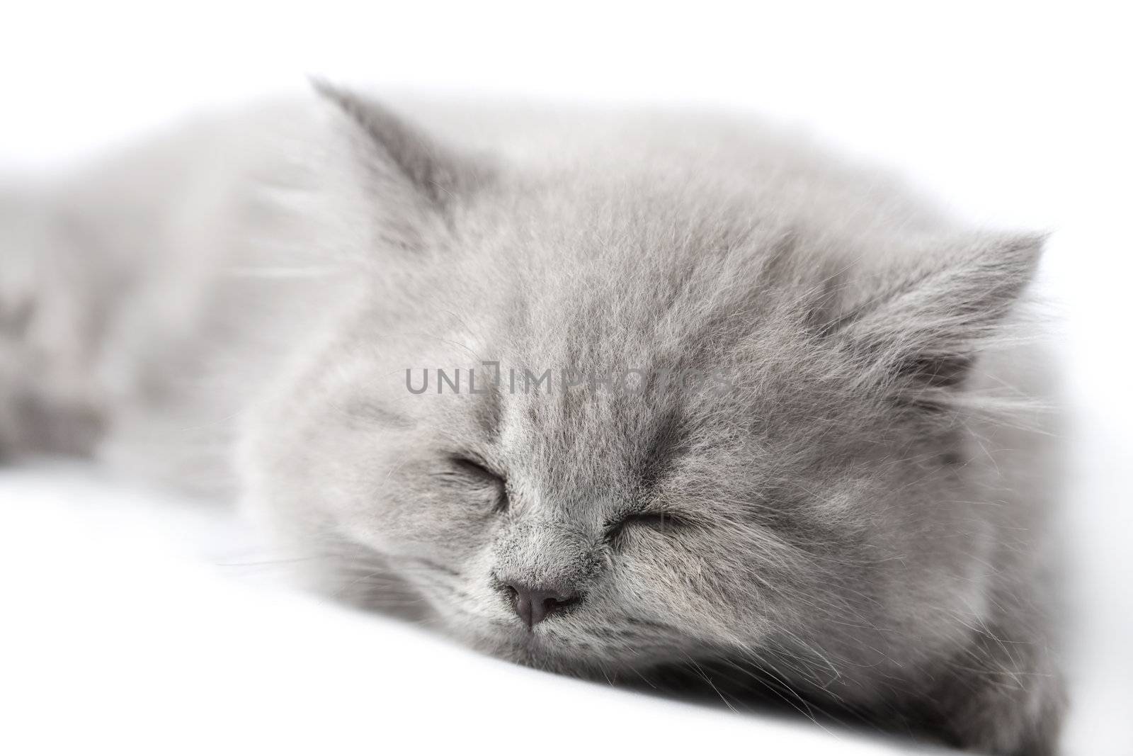 british kitten sleeping isolated