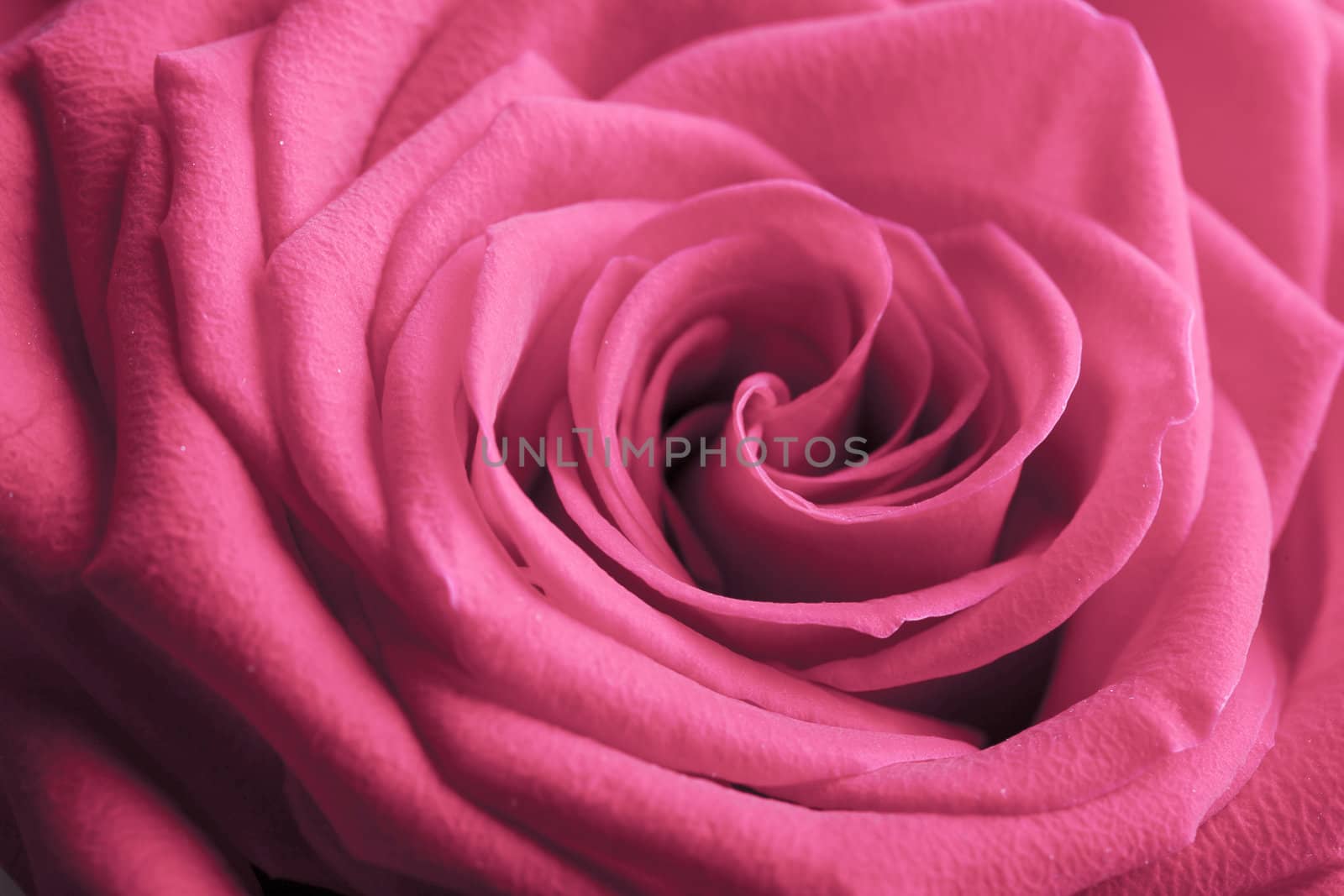 pink rose